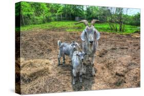 Goats-Robert Goldwitz-Stretched Canvas