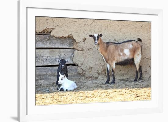 Goats-manchu-Framed Photographic Print