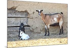 Goats-manchu-Mounted Photographic Print