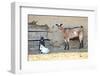 Goats-manchu-Framed Photographic Print