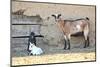 Goats-manchu-Mounted Photographic Print