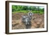 Goats-Robert Goldwitz-Framed Photographic Print