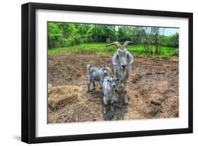 Goats-Robert Goldwitz-Framed Photographic Print