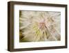 Goatsbeard Seeds in Summer in Whitefish, Montana, USA-Chuck Haney-Framed Photographic Print