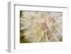 Goatsbeard Seeds in Summer in Whitefish, Montana, USA-Chuck Haney-Framed Photographic Print