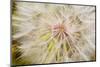 Goatsbeard Seeds in Summer in Whitefish, Montana, USA-Chuck Haney-Mounted Photographic Print