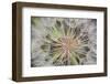 Goatsbeard Seeds in Summer in Whitefish, Montana, USA-Chuck Haney-Framed Photographic Print