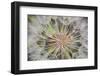 Goatsbeard Seeds in Summer in Whitefish, Montana, USA-Chuck Haney-Framed Photographic Print