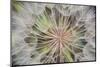 Goatsbeard Seeds in Summer in Whitefish, Montana, USA-Chuck Haney-Mounted Photographic Print