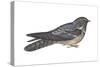 Goatsucker or Nightjar (Caprimulgus Europaeus), Birds-Encyclopaedia Britannica-Stretched Canvas