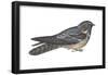 Goatsucker or Nightjar (Caprimulgus Europaeus), Birds-Encyclopaedia Britannica-Framed Poster