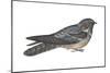 Goatsucker or Nightjar (Caprimulgus Europaeus), Birds-Encyclopaedia Britannica-Mounted Poster