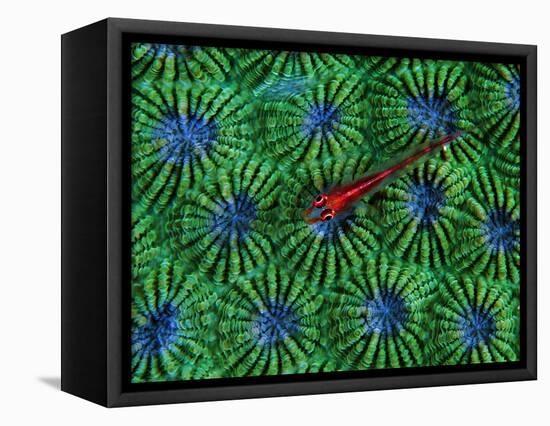 Gobidon Gobiodon of the Corals (Pleurosicya Mossambica) on a Colony of Diploastrea-Andrea Ferrari-Framed Stretched Canvas