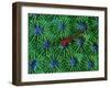 Gobidon Gobiodon of the Corals (Pleurosicya Mossambica) on a Colony of Diploastrea-Andrea Ferrari-Framed Photographic Print