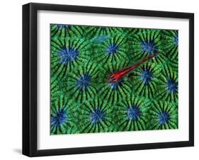 Gobidon Gobiodon of the Corals (Pleurosicya Mossambica) on a Colony of Diploastrea-Andrea Ferrari-Framed Photographic Print