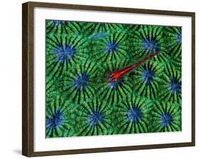 Gobidon Gobiodon of the Corals (Pleurosicya Mossambica) on a Colony of Diploastrea-Andrea Ferrari-Framed Photographic Print