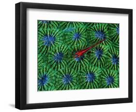 Gobidon Gobiodon of the Corals (Pleurosicya Mossambica) on a Colony of Diploastrea-Andrea Ferrari-Framed Photographic Print