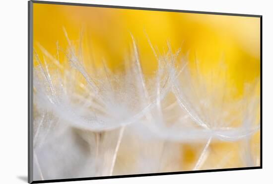 Goblets of light-Marco Carmassi-Mounted Photographic Print