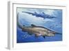 Goblin Shark (Mitsukurina Owstoni or Scapanorhynchus Owstoni), Mitsukurinidae-null-Framed Giclee Print