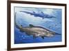 Goblin Shark (Mitsukurina Owstoni or Scapanorhynchus Owstoni), Mitsukurinidae-null-Framed Giclee Print