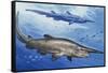 Goblin Shark (Mitsukurina Owstoni or Scapanorhynchus Owstoni), Mitsukurinidae-null-Framed Stretched Canvas