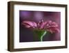 Gocce gocce a¦  su di me-Silvia Spedicato-Framed Photographic Print