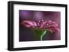 Gocce gocce a¦  su di me-Silvia Spedicato-Framed Photographic Print