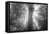 God Beams and The Redwoods (Black and White)-Vincent James-Framed Stretched Canvas