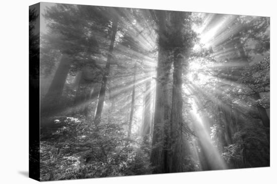 God Beams and The Redwoods (Black and White)-Vincent James-Stretched Canvas