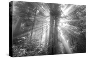 God Beams and The Redwoods (Black and White)-Vincent James-Stretched Canvas