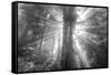 God Beams and The Redwoods (Black and White)-Vincent James-Framed Stretched Canvas