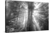 God Beams and The Redwoods (Black and White)-Vincent James-Stretched Canvas