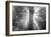 God Beams and The Redwoods (Black and White)-Vincent James-Framed Photographic Print