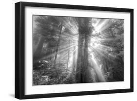 God Beams and The Redwoods (Black and White)-Vincent James-Framed Photographic Print