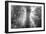 God Beams and The Redwoods (Black and White)-Vincent James-Framed Photographic Print