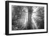 God Beams and The Redwoods (Black and White)-Vincent James-Framed Photographic Print