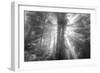 God Beams and The Redwoods (Black and White)-Vincent James-Framed Photographic Print