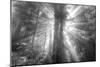 God Beams and The Redwoods (Black and White)-Vincent James-Mounted Photographic Print