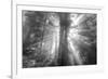 God Beams and The Redwoods (Black and White)-Vincent James-Framed Photographic Print