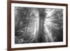 God Beams and The Redwoods (Black and White)-Vincent James-Framed Photographic Print