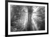God Beams and The Redwoods (Black and White)-Vincent James-Framed Photographic Print