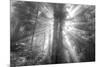 God Beams and The Redwoods (Black and White)-Vincent James-Mounted Photographic Print