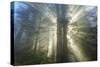 God Beams and The Redwoods, California Coast-Vincent James-Stretched Canvas