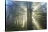 God Beams and The Redwoods, California Coast-Vincent James-Stretched Canvas