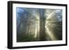 God Beams and The Redwoods, California Coast-Vincent James-Framed Photographic Print