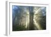 God Beams and The Redwoods, California Coast-Vincent James-Framed Photographic Print