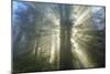 God Beams and The Redwoods, California Coast-Vincent James-Mounted Photographic Print