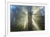 God Beams and The Redwoods, California Coast-Vincent James-Framed Photographic Print