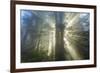 God Beams and The Redwoods, California Coast-Vincent James-Framed Photographic Print