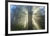 God Beams and The Redwoods, California Coast-Vincent James-Framed Photographic Print